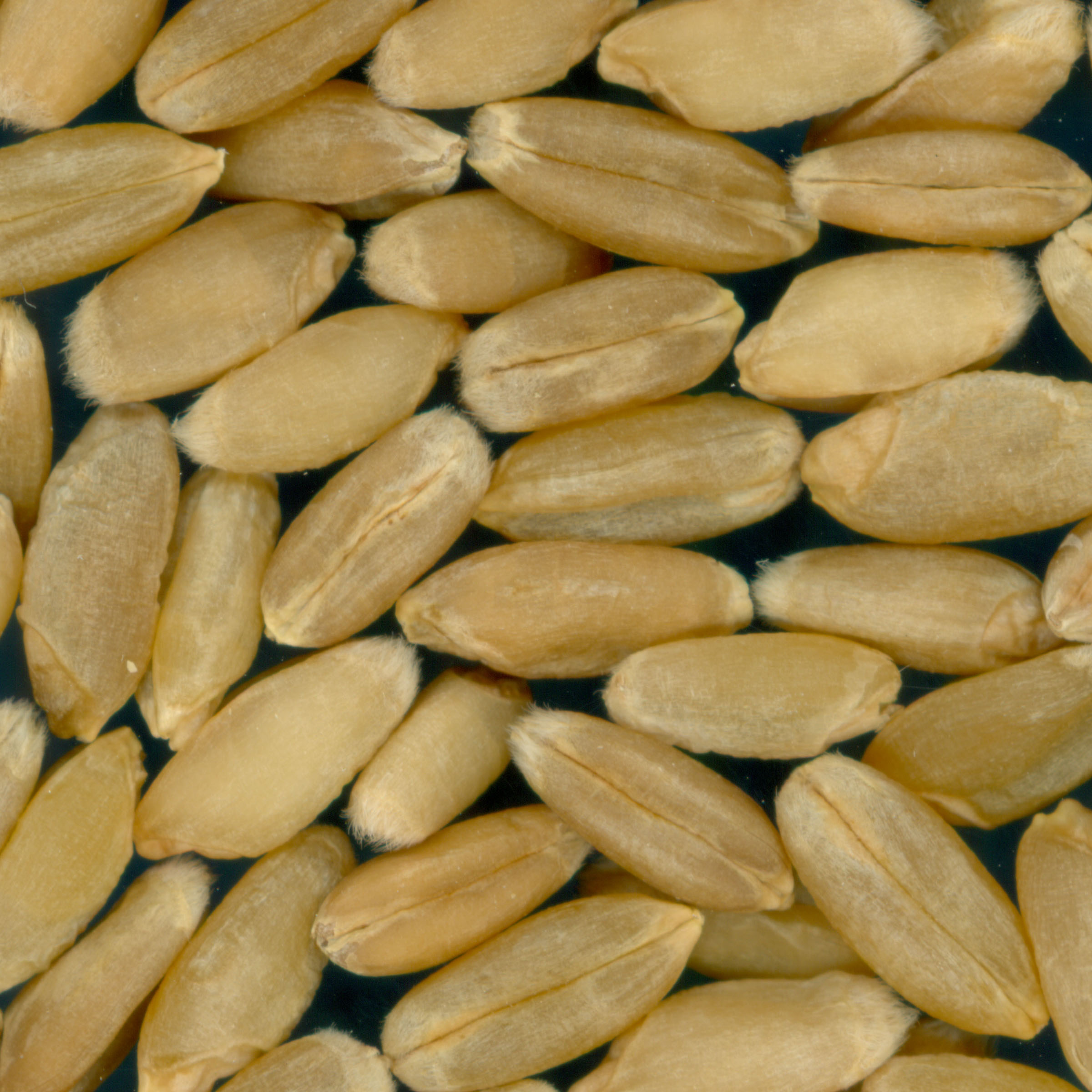 Click for 2 image(s) for this accession. KERNELS